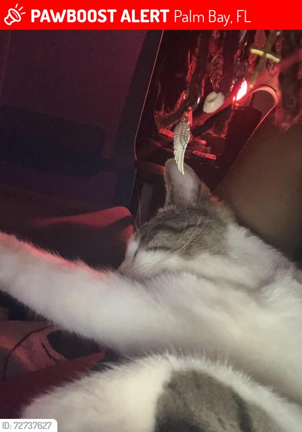 Lost Male Cat last seen Eldron, Palm Bay, FL 32909
