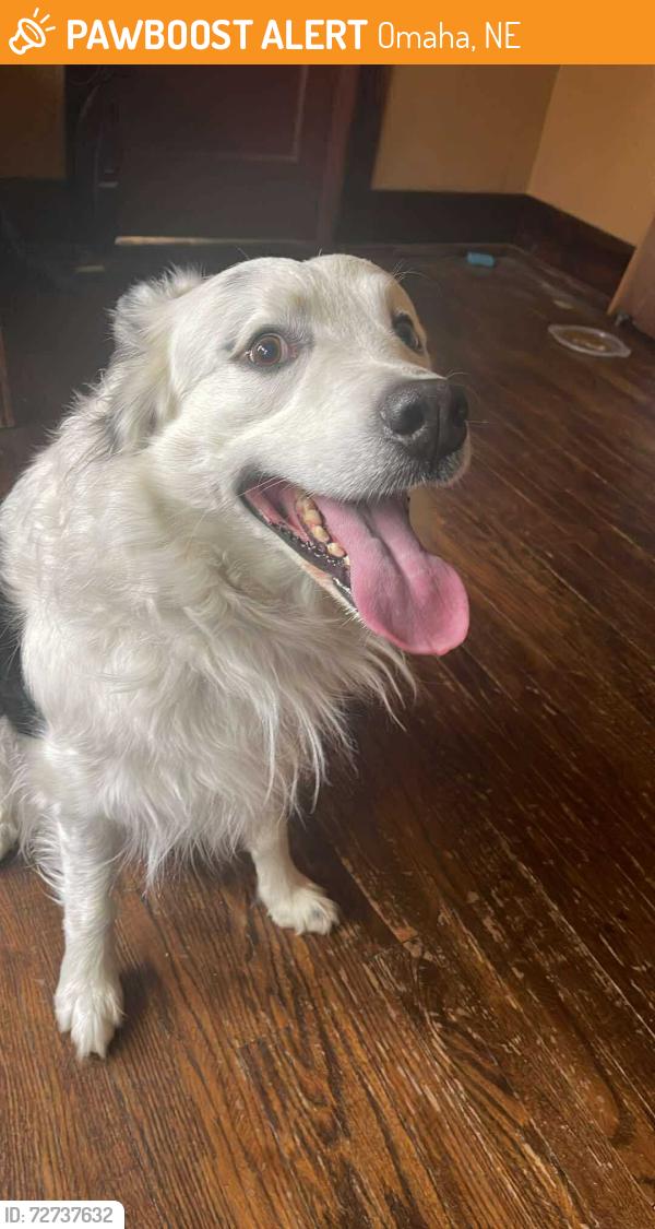 Found/Stray Male Dog last seen Miller Park , Omaha, NE 68110
