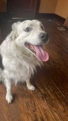 Found/Stray Male Dog last seen Miller Park , Omaha, NE 68110