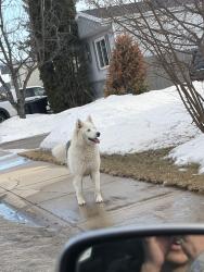 Found/Stray Unknown Dog last seen Barber street, Saskatoon, SK S7M