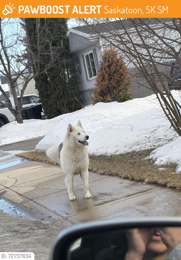 Found/Stray Unknown Dog last seen Barber street, Saskatoon, SK S7M