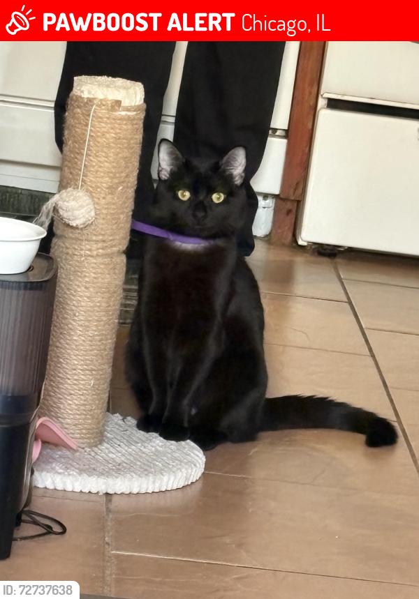Lost Male Cat last seen 51st and la crosse Ave , Chicago, IL 60638