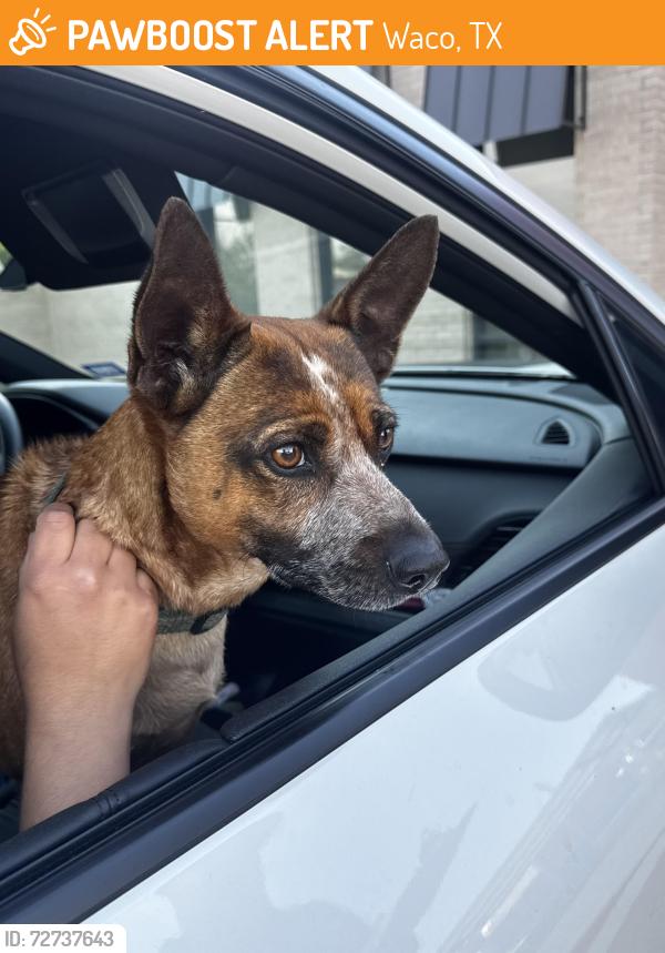 Found/Stray Male Dog last seen 18th/17th by the Homan and Bosque intersection , Waco, TX 76710