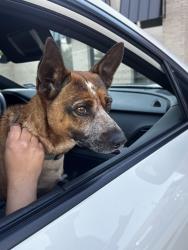 Found/Stray Male Dog last seen 18th/17th by the Homan and Bosque intersection , Waco, TX 76710