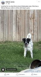Lost Female Dog last seen McKenney and molloy rd, Mattydale, NY 13211