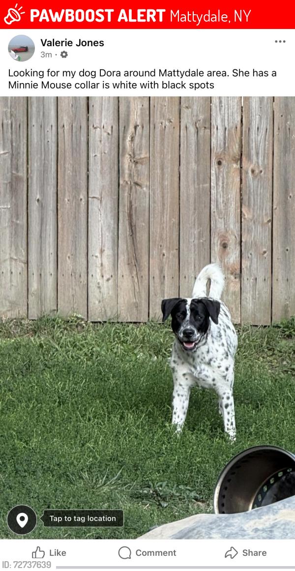 Lost Female Dog last seen McKenney and molloy rd, Mattydale, NY 13211