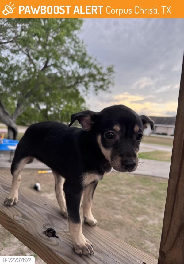 Found/Stray Male Dog last seen Sandra lane , Corpus Christi, TX 78414