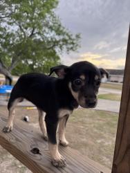 Found/Stray Male Dog last seen Sandra lane , Corpus Christi, TX 78414