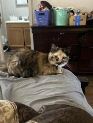 Lost Female Cat last seen Sayles and south 24th across sonic , Abilene, TX 79605