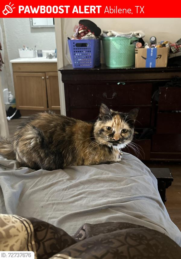 Lost Female Cat last seen Sayles and south 24th across sonic , Abilene, TX 79605