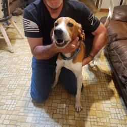 Found/Stray Male Dog last seen Orange Market , Chesterfield, VA 23832