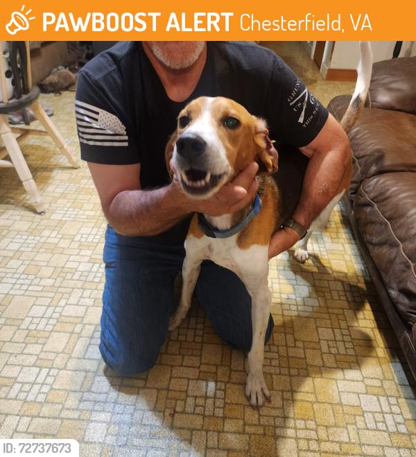 Found/Stray Male Dog last seen Orange Market , Chesterfield, VA 23832
