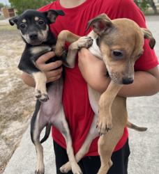 Found/Stray Female Dog last seen Sandra lane , Corpus Christi, TX 78414