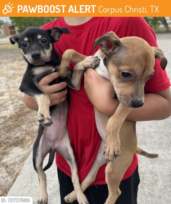 Found/Stray Female Dog last seen Sandra lane , Corpus Christi, TX 78414