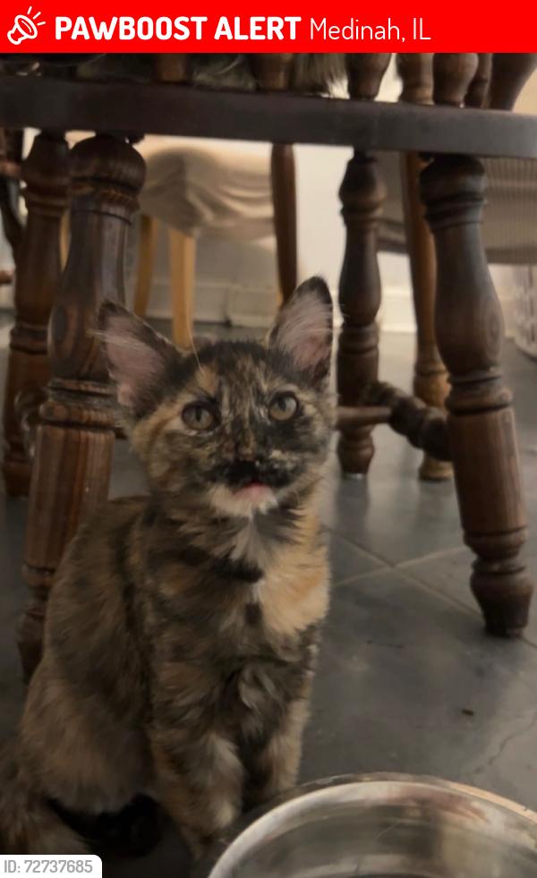 Lost Female Cat last seen Sunset Terrace and highland Broker Rd lakeview Park , Medinah, IL 60157