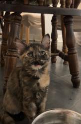 Lost Female Cat last seen Sunset Terrace and highland Broker Rd lakeview Park , Medinah, IL 60157