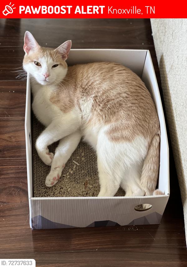 Lost Male Cat last seen Walkers Crossing Apartments- Near West Knoxville Sam's Club , Knoxville, TN 37923