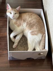 Lost Male Cat last seen Walkers Crossing Apartments- Near West Knoxville Sam's Club , Knoxville, TN 37923