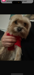 Lost Male Dog last seen Creedmoor rd and Lyn rd, Raleigh, NC 27612