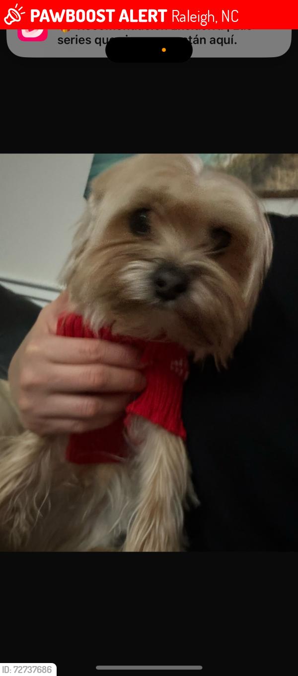Lost Male Dog last seen Creedmoor rd and Lyn rd, Raleigh, NC 27612