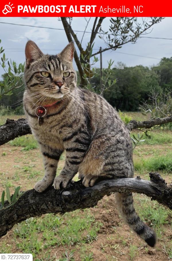 Lost Male Cat last seen Near Oteen Church rd off of Tunnel rd. , Asheville, NC 28805