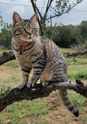 Lost Male Cat last seen Near Oteen Church rd off of Tunnel rd. , Asheville, NC 28805
