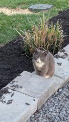 Found/Stray Male Cat last seen Behind Stone Port Reserve and beside Lil Red Barn, Harrisonburg, VA 22801
