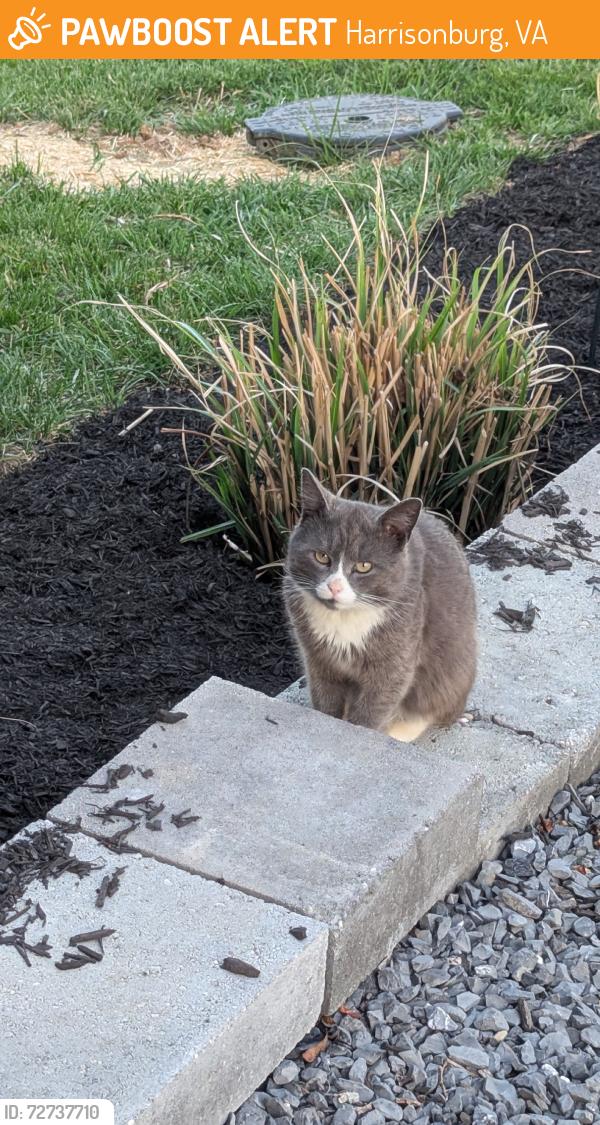 Found/Stray Male Cat last seen Behind Stone Port Reserve and beside Lil Red Barn, Harrisonburg, VA 22801