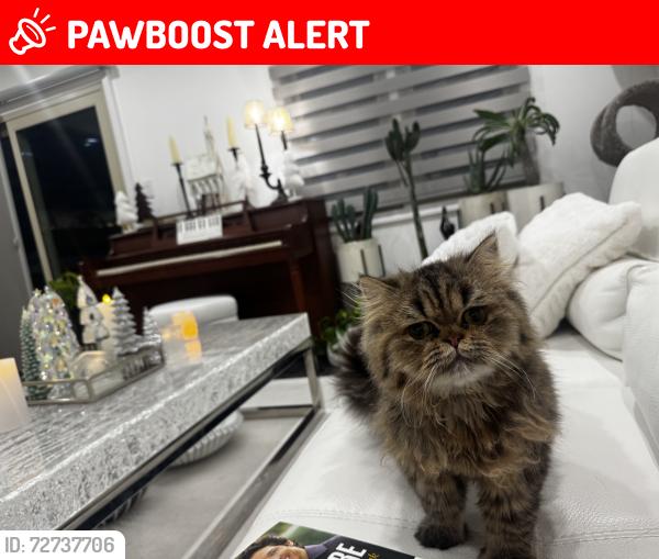 Lost Male Cat last seen Canterberry Circle Flemington nj, Raritan Township, NJ 08822
