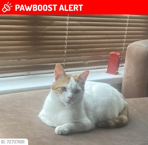 Lost Female Cat last seen Edgbaston cricket ground , West Midlands, England B12 9ND