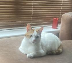 Lost Female Cat last seen Edgbaston cricket ground , West Midlands, England B12 9ND