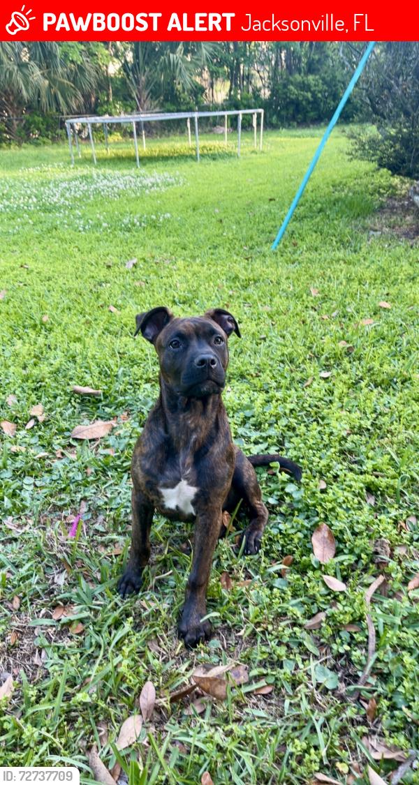 Lost Male Dog last seen Wilson and blanding , Jacksonville, FL 32210