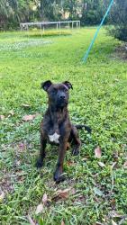 Lost Male Dog last seen Wilson and blanding , Jacksonville, FL 32210