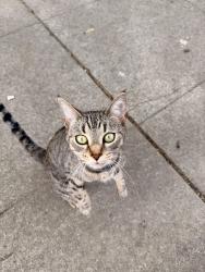 Found/Stray Unknown Cat last seen Near Parker St, Berkeley, CA 94704