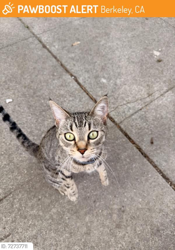 Found/Stray Unknown Cat last seen Near Parker St, Berkeley, CA 94704