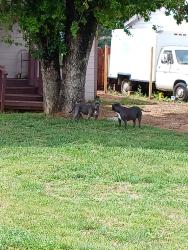 Found/Stray Unknown Dog last seen Violet st. Trinity main street, Euless, TX 76040