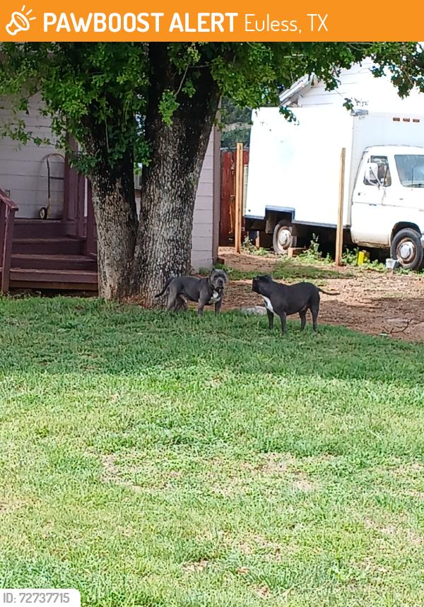 Found/Stray Unknown Dog last seen Violet st. Trinity main street, Euless, TX 76040