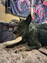 Found/Stray Male Dog last seen Ih -10 and De Zavala Rd, San Antonio, TX 78249