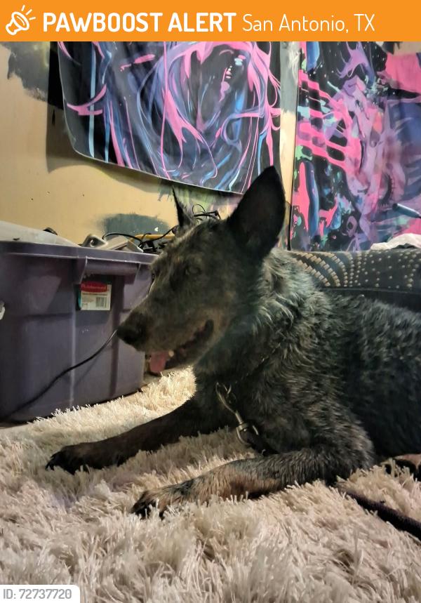 Found/Stray Male Dog last seen Ih -10 and De Zavala Rd, San Antonio, TX 78249