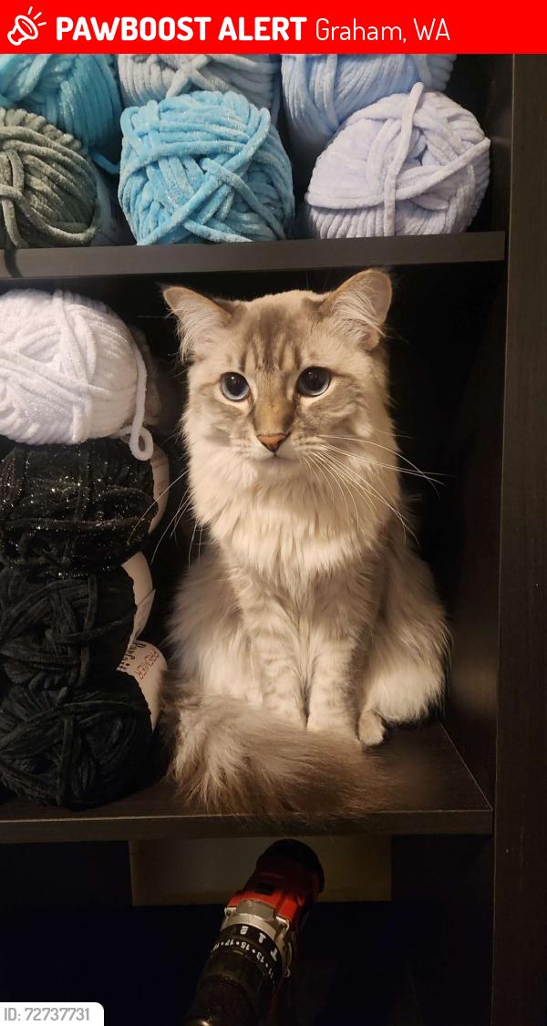 Lost Female Cat last seen 200th and meridian , Graham, WA 98338