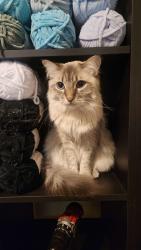 Lost Female Cat last seen 200th and meridian , Graham, WA 98338