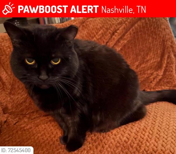 Lost Female Cat last seen Wallace and Nolensville Road, Nashville, TN 37211