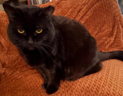 Lost Female Cat last seen Wallace and Nolensville Road, Nashville, TN 37211