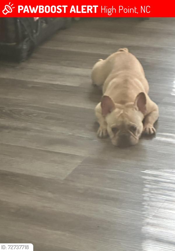 Lost Female Dog last seen Kerns St., High Point, NC 27260