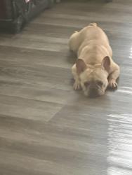 Lost Female Dog last seen Kerns St., High Point, NC 27260