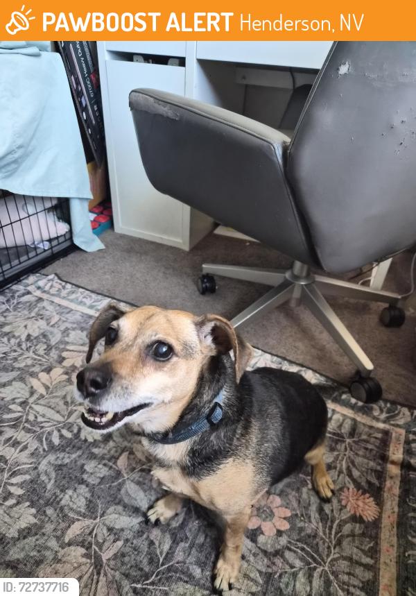 Found/Stray Male Dog last seen Bark park, Henderson, NV 89015