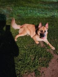 Lost Female Dog last seen South75th.st. and Saint Lawrence ave., Chicago, IL 60619