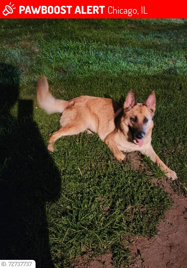 Lost Female Dog last seen South75th.st. and Saint Lawrence ave., Chicago, IL 60619