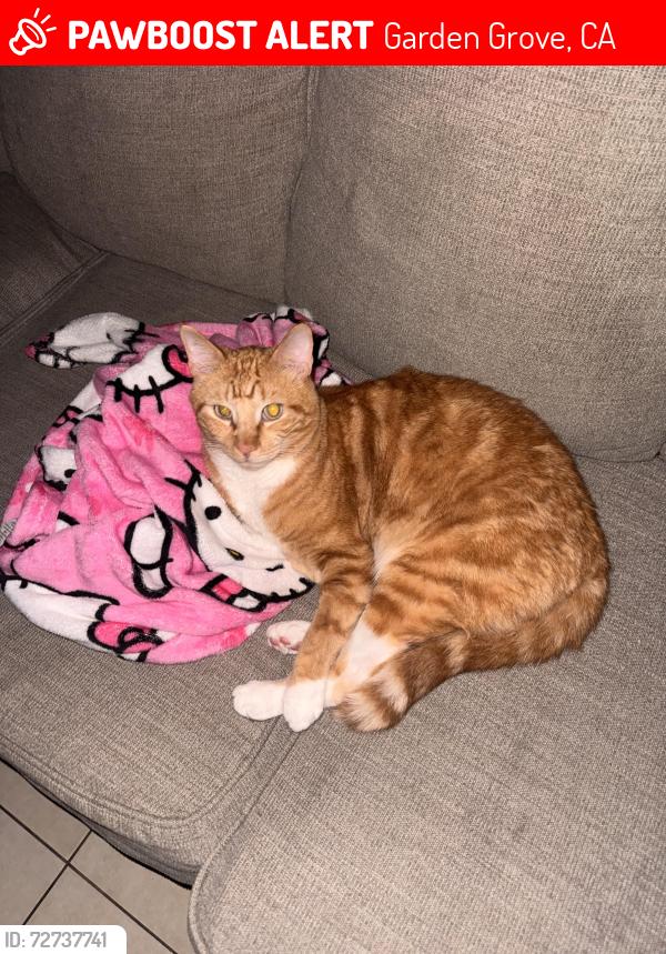 Lost Male Cat last seen Brookhurst and Hazard, Garden Grove, CA 92844