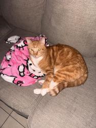 Lost Male Cat last seen Brookhurst and Hazard, Garden Grove, CA 92844
